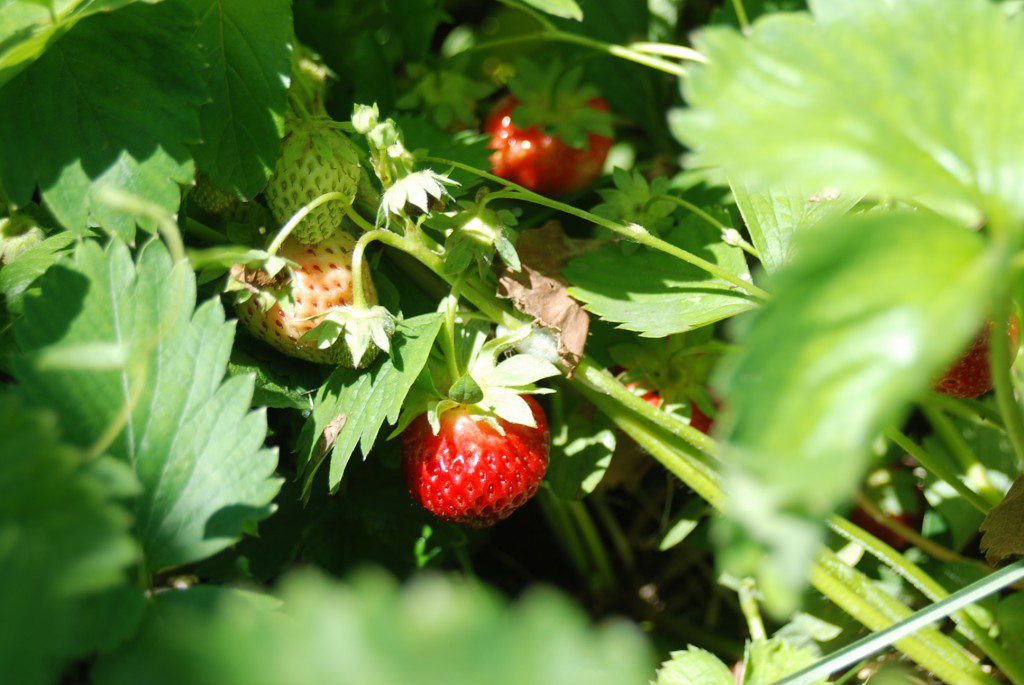 Coeur d Alene Coop Strawberries
