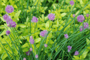 Chive Blossoms at 2nd St. Chicken Ranch