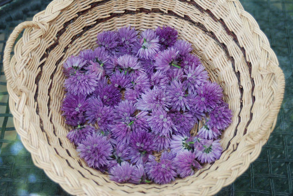 Chive Blossoms