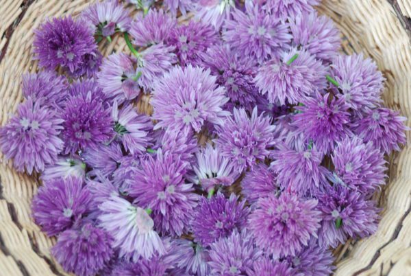 Chives - Image 2
