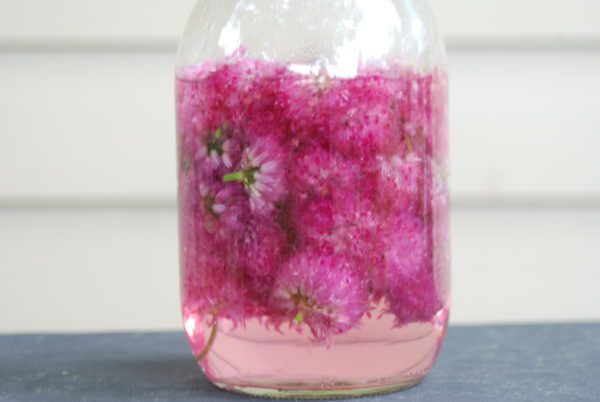Chives - Image 4