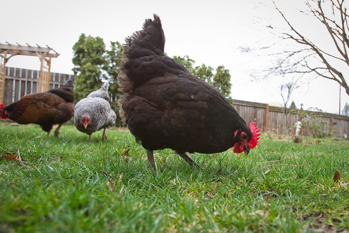 What Is A Natural, Free Range, Free Roaming, Cage Free, Pastured Poultry Egg?