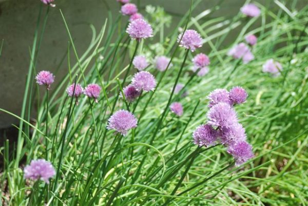 Chives