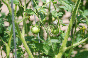 The Coeur d'Alene Coop Violet Jasper Tomatoes