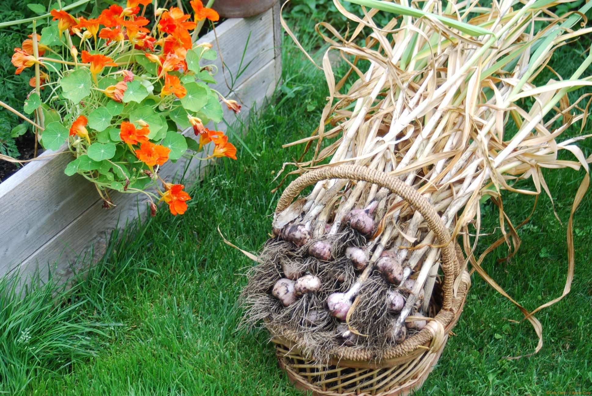Harvesting Garlic