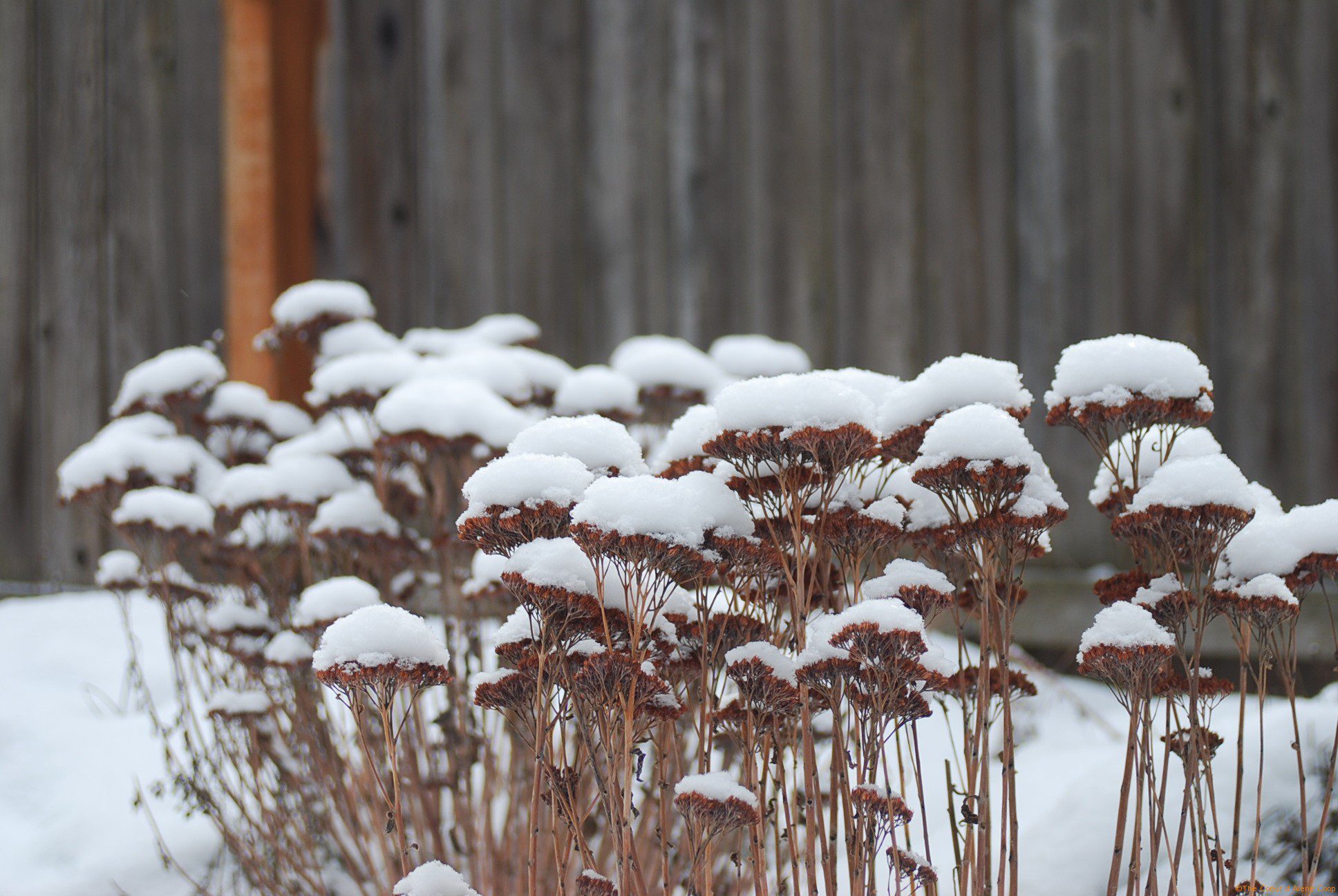 A Dust of Snow in the Winter Garden