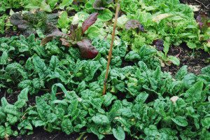 Spinach and Lettuce in a Covered Bed | The Coeur d'Alene Coop