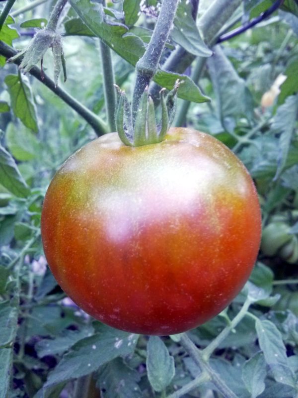 Black Prince Heirloom Tomato | The Coeur d'Alene Coop