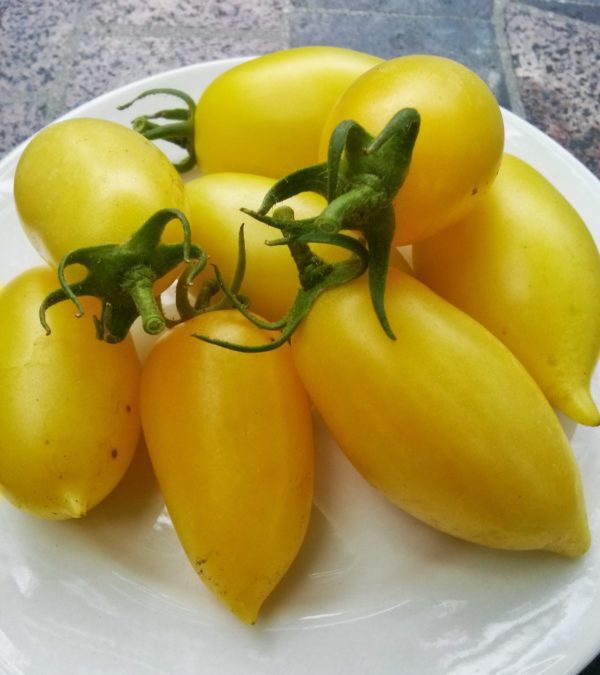 Cream Sauage Heirloom Tomato | The Coeur d'Alene Coop