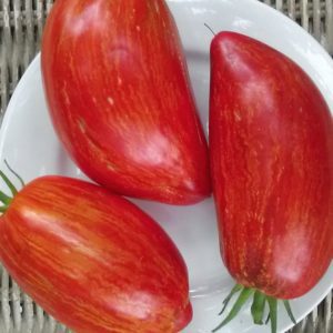 Striped Roman | The Coeur d'Alene Coop