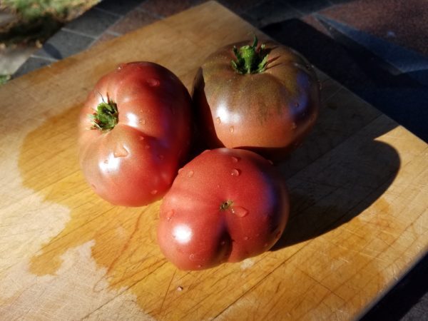 Black from Tula Tomato