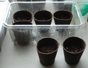 Planted Peat Pots | The Coeur d'Alene Coop