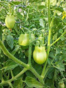 Fat Romas | The Coeur d'Alene Coop