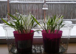 Verigated Cat Grass | The Coeur d'Alene Coop