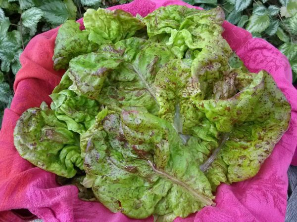 Lettuce - Speckled Amish Butterhead