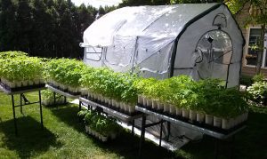 Heirloom Tomato Starts | The Coeur d'Alene Coop