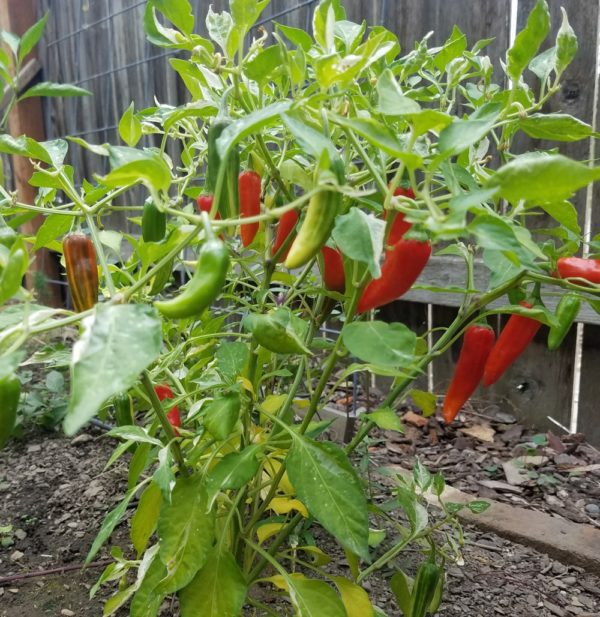 Fish Pepper