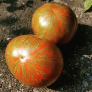 Large Barred Boar Tomato