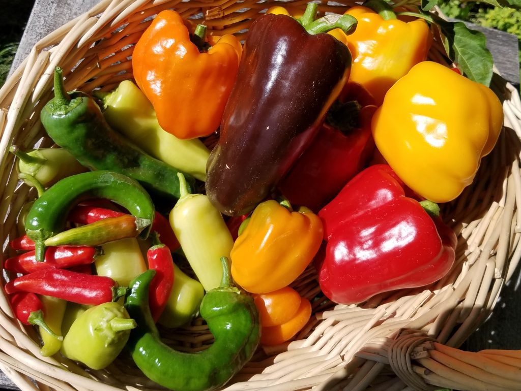 Heirloom Peppers | The Coeur d Alene Coop