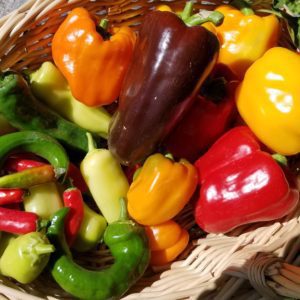 Heirloom Peppers