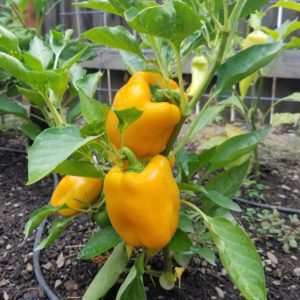 Sweet Peppers