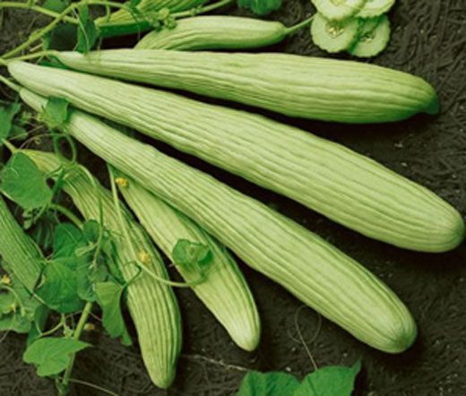 Armenian Cucumber | The Coeur d Alene Coop