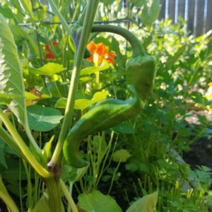 Gernika Basque Pepper Heirloom | The Coeur d Alene Coop