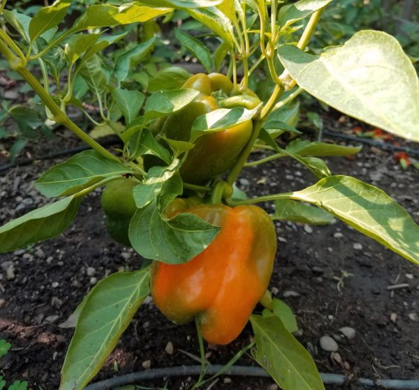 Horizon Bell Pepper | The Coeur d Alene Coop