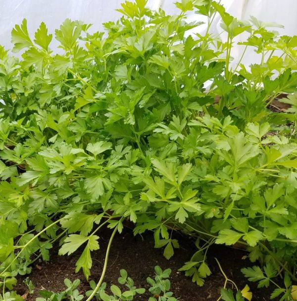Italian Flat Leaf Parsley | The Coeur d Alene Coop