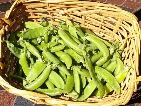 Sugar Snap Peas | The Coeur d Alene Coop