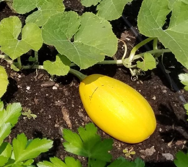 Spaghetti Squash | The Coeur d Alene Coop