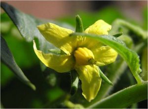 Exserted stigma | The Coeur d Alene Coop