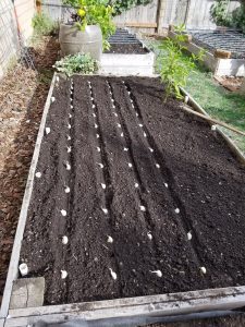 Planting Garlic | The Coeur d'Alene Coop