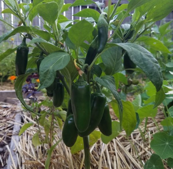 Japapeno Pepper | The Coeur d Alene Coop