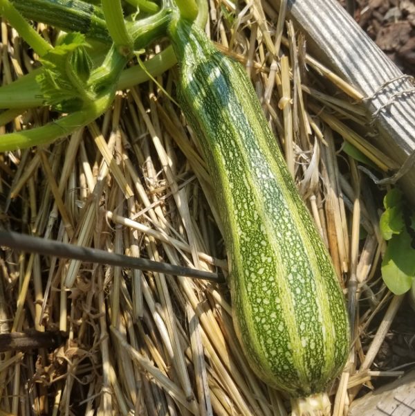Costata Romanesco Squash | The Coeur d Alene Coop