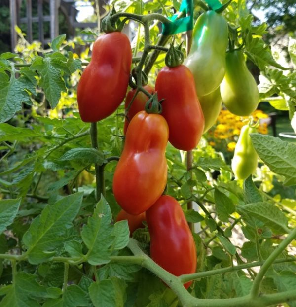 san marzano paste tomatoes on the vine | The Coeur d Alene Coop