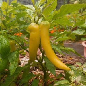 Banana Pepper | The Coeur d Alene Coop