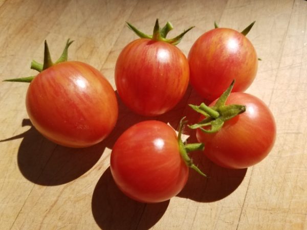 Pink Bumblebee Tomato | The Coeur d Alene Coop