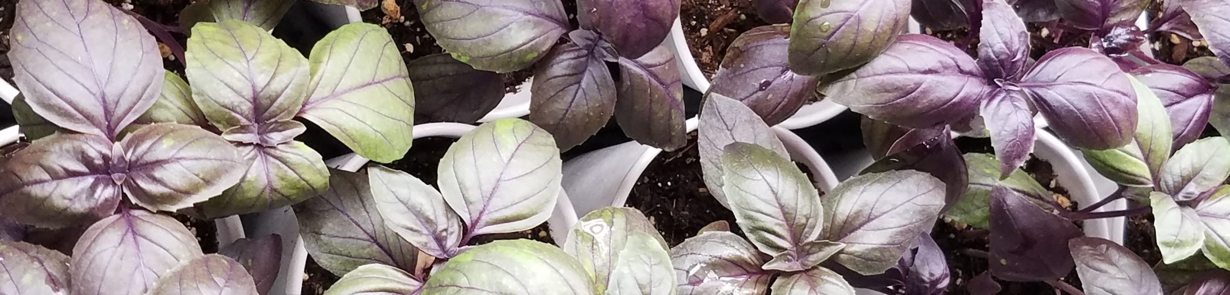 red freddy basil 4 19