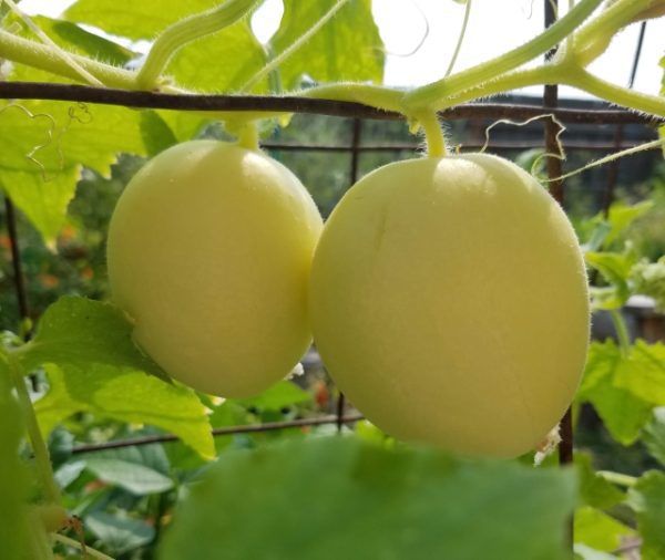 Cucumber - Dragon's Egg - Image 3