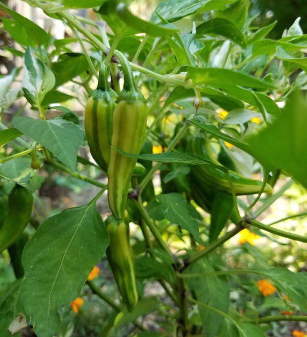 Fish Pepper - Image 3