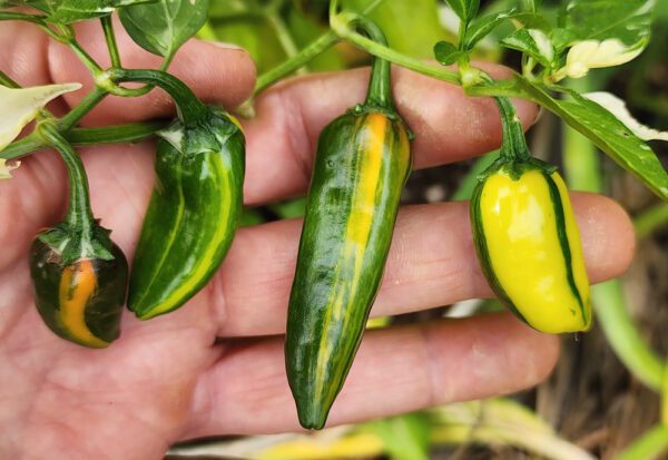 fish peppers ripening
