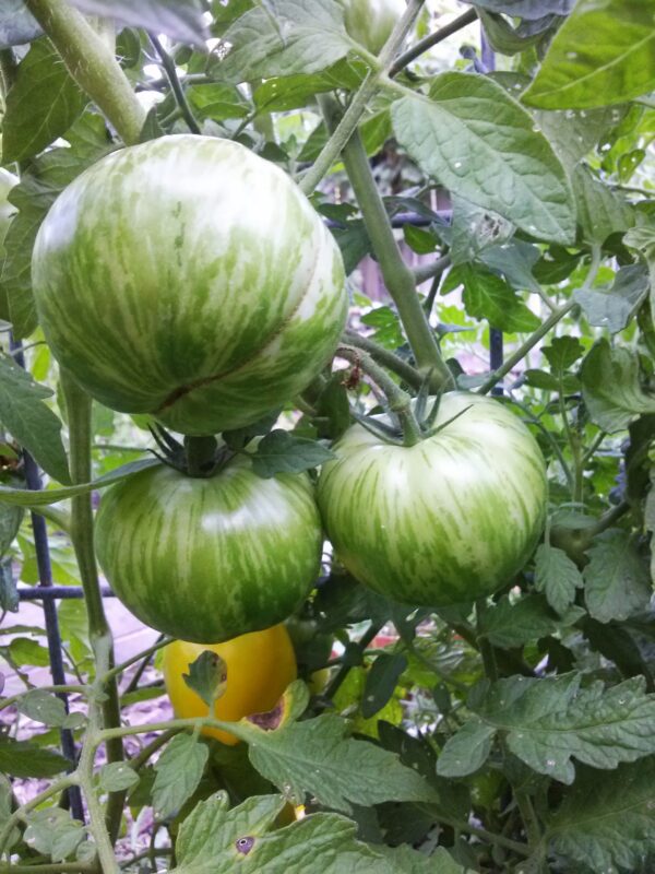 unripe green zebra | The Coeur d Alene Coop