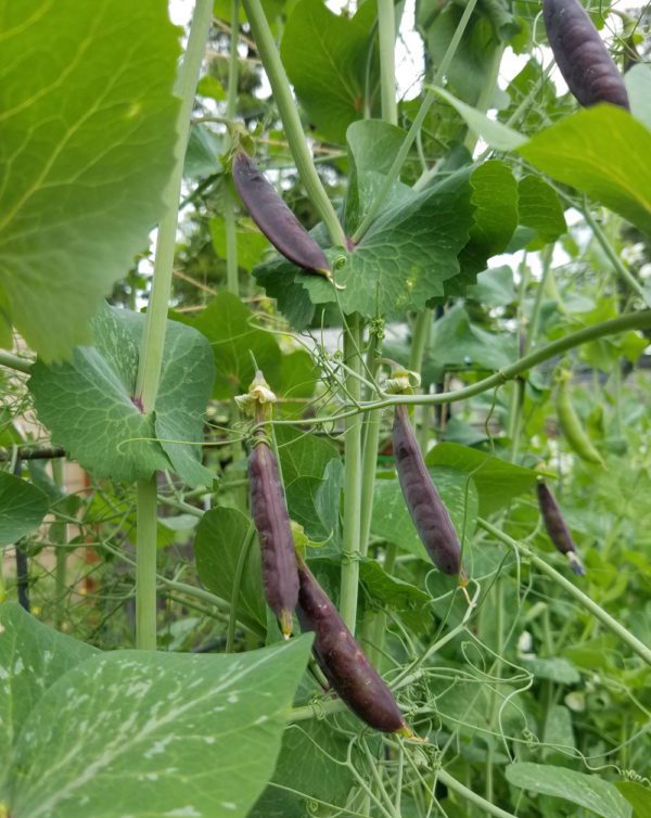 Sugar Magnolia Tendril Snap Pea - Image 3