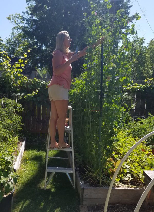 Harvesting Sugar Magnolia Peas | The Coeur d Alene Coop