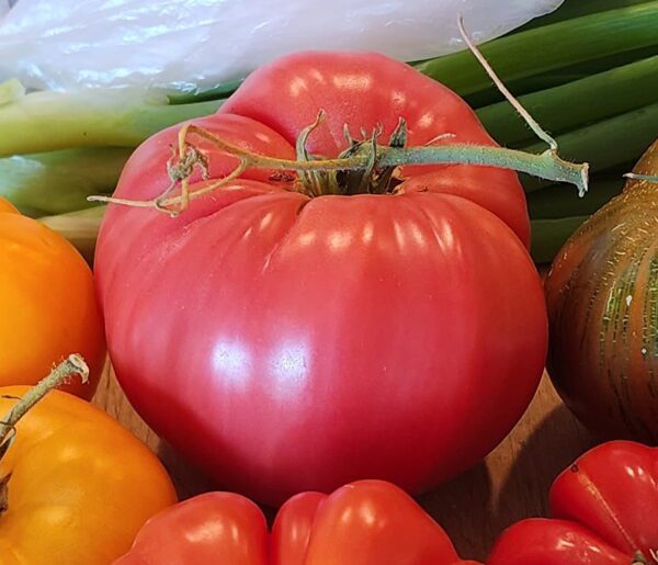 Pruden's Purple Tomato | The Coeur d Alene Coop