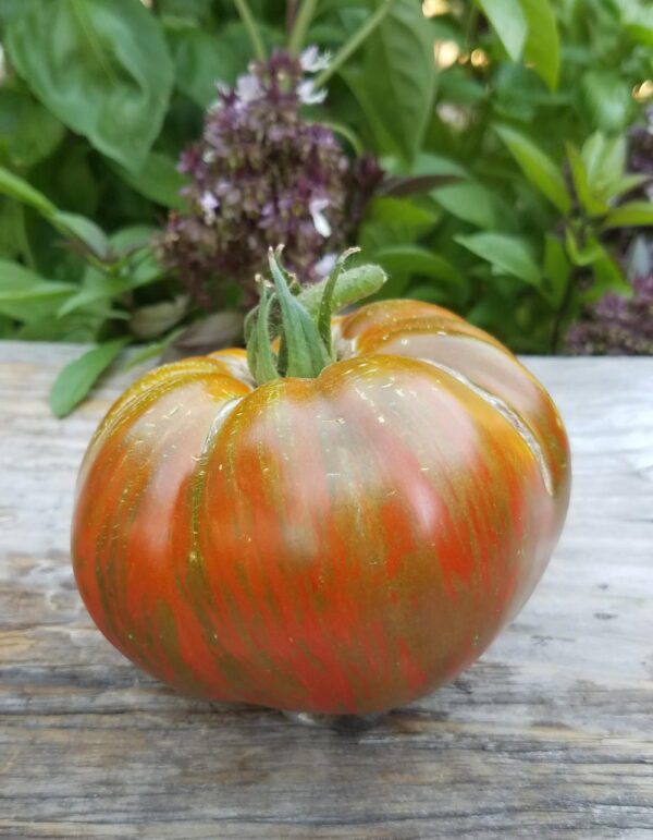 barred boar tomato | The Coeur d Alene Coop