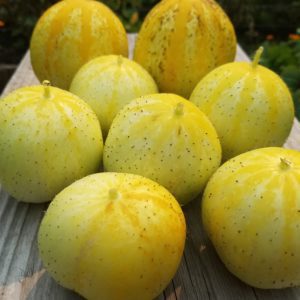 Lemon Cucumber | The Coeur d Alene Coop