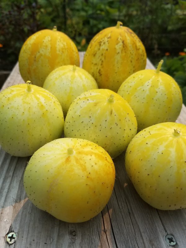 Lemon Cucumber | The Coeur d Alene Coop