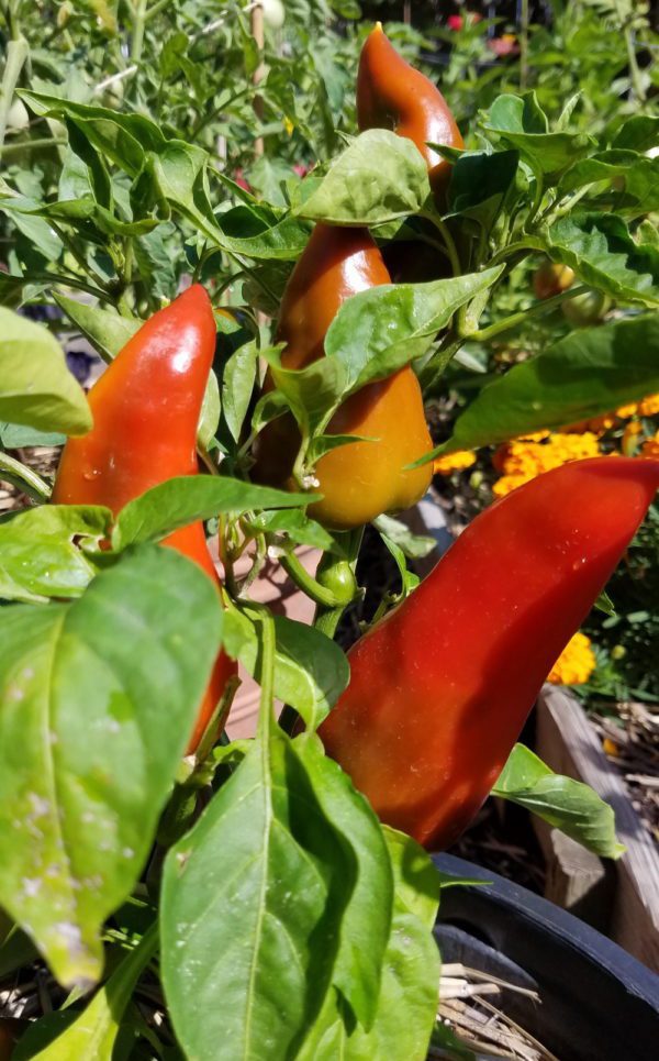 Lipstick Sweet Pepper - Image 2